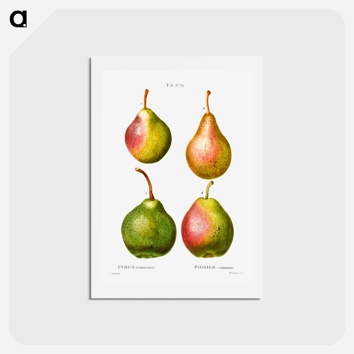 アートポストカード-Pear, Pyrus communis - ピエール ジョゼフ ルドゥーテ Postcard.