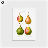 アートポストカード-Pear, Pyrus communis - ピエール ジョゼフ ルドゥーテ Postcard.