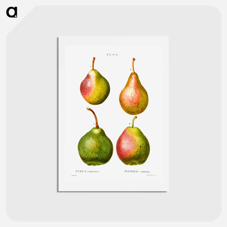 アートポストカード-Pear, Pyrus communis - ピエール ジョゼフ ルドゥーテ Postcard.