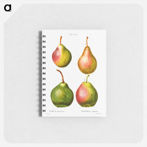 アートメモ帳-Pear, Pyrus communis - ピエール ジョゼフ ルドゥーテ Memo.