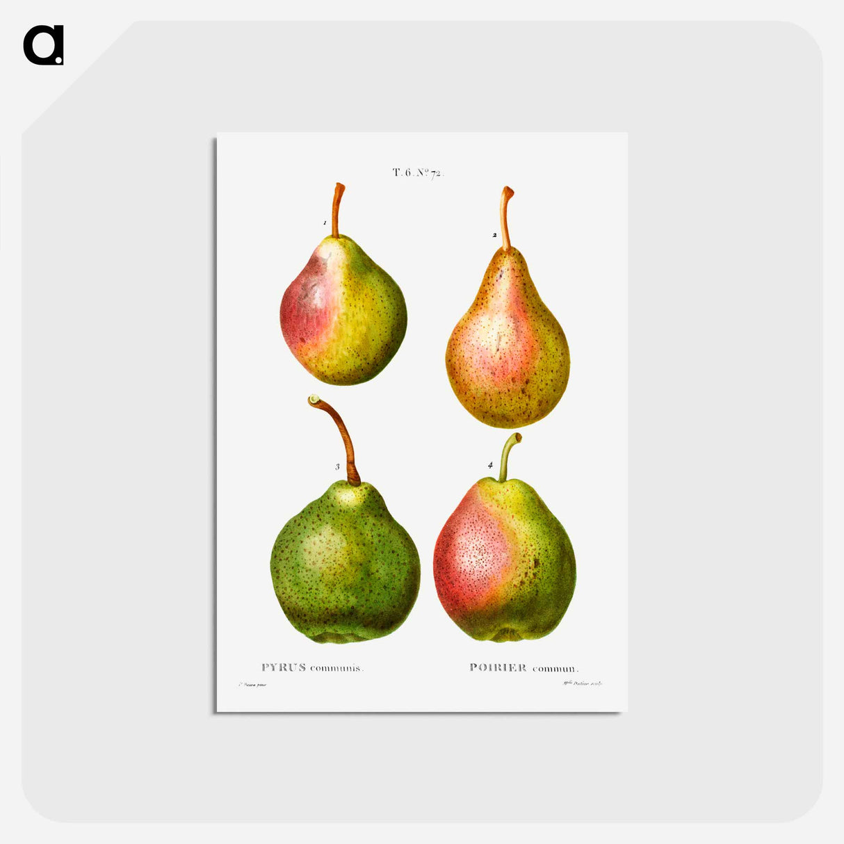 アートポストカード-Pear, Pyrus communis - ピエール ジョゼフ ルドゥーテ Postcard.