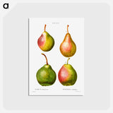 アートポストカード-Pear, Pyrus communis - ピエール ジョゼフ ルドゥーテ Postcard.