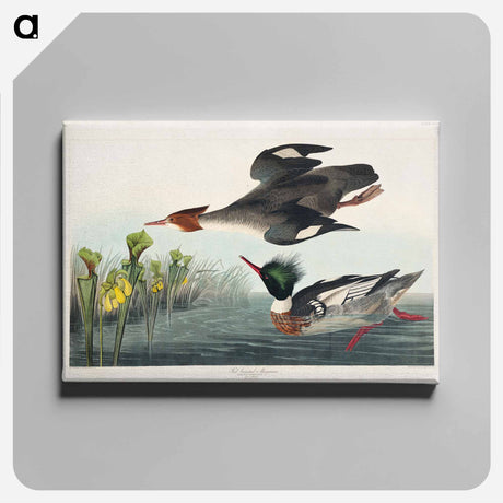 アートパネル-Red-breasted Merganser
 - アメリカの鳥たち Canvas.