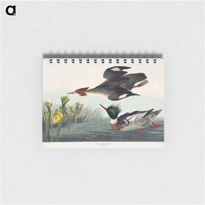 アートメモ帳-Red-breasted Merganser
 - アメリカの鳥たち Memo.