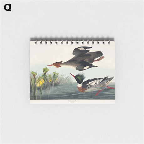 アートメモ帳-Red-breasted Merganser
 - アメリカの鳥たち Memo.