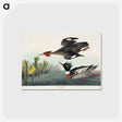 アートポストカード-Red-breasted Merganser
 - アメリカの鳥たち Postcard.