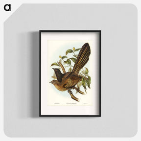 アートポスター-Pheasant Cuckoo
 - オーストラリアの鳥 Poster.