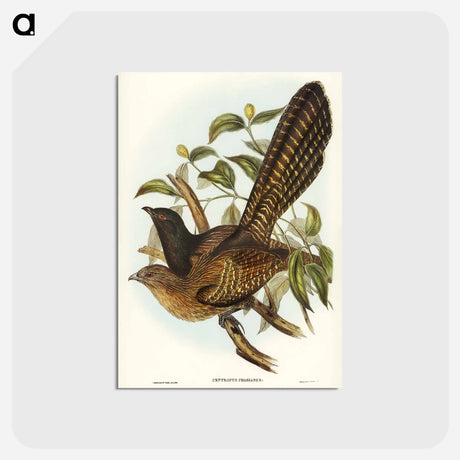 アートポストカード-Pheasant Cuckoo
 - オーストラリアの鳥 Postcard.
