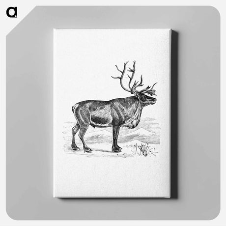 アートパネル-Wild European Reindeer
 - 大英図書館 Canvas.