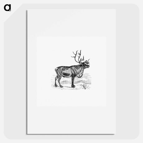 アートポスター-Wild European Reindeer
 - 大英図書館 Poster.