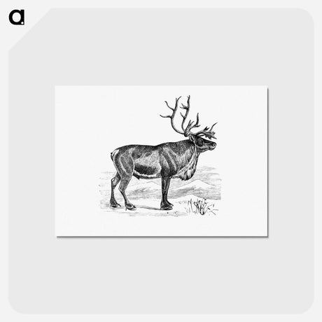 アートポストカード-Wild European Reindeer
 - 大英図書館 Postcard.