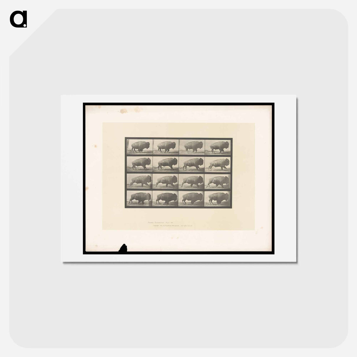 アートポストカード-Buffalo in Motion
 - エドワード マイブリッジ Postcard.