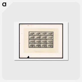 アートポストカード-Buffalo in Motion
 - エドワード マイブリッジ Postcard.