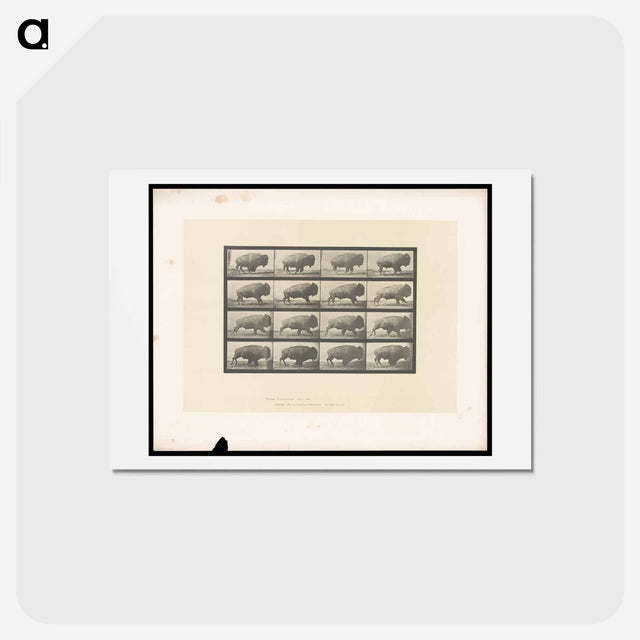 アートポストカード-Buffalo in Motion
 - エドワード マイブリッジ Postcard.