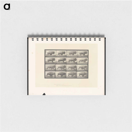 アートメモ帳-Buffalo in Motion
 - エドワード マイブリッジ Memo.