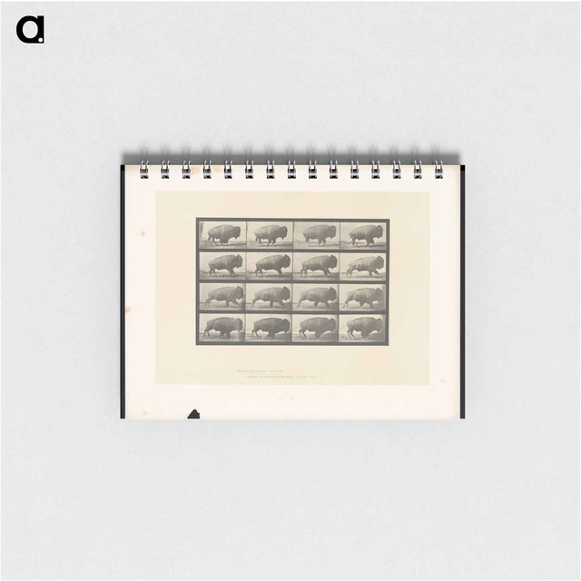アートメモ帳-Buffalo in Motion
 - エドワード マイブリッジ Memo.