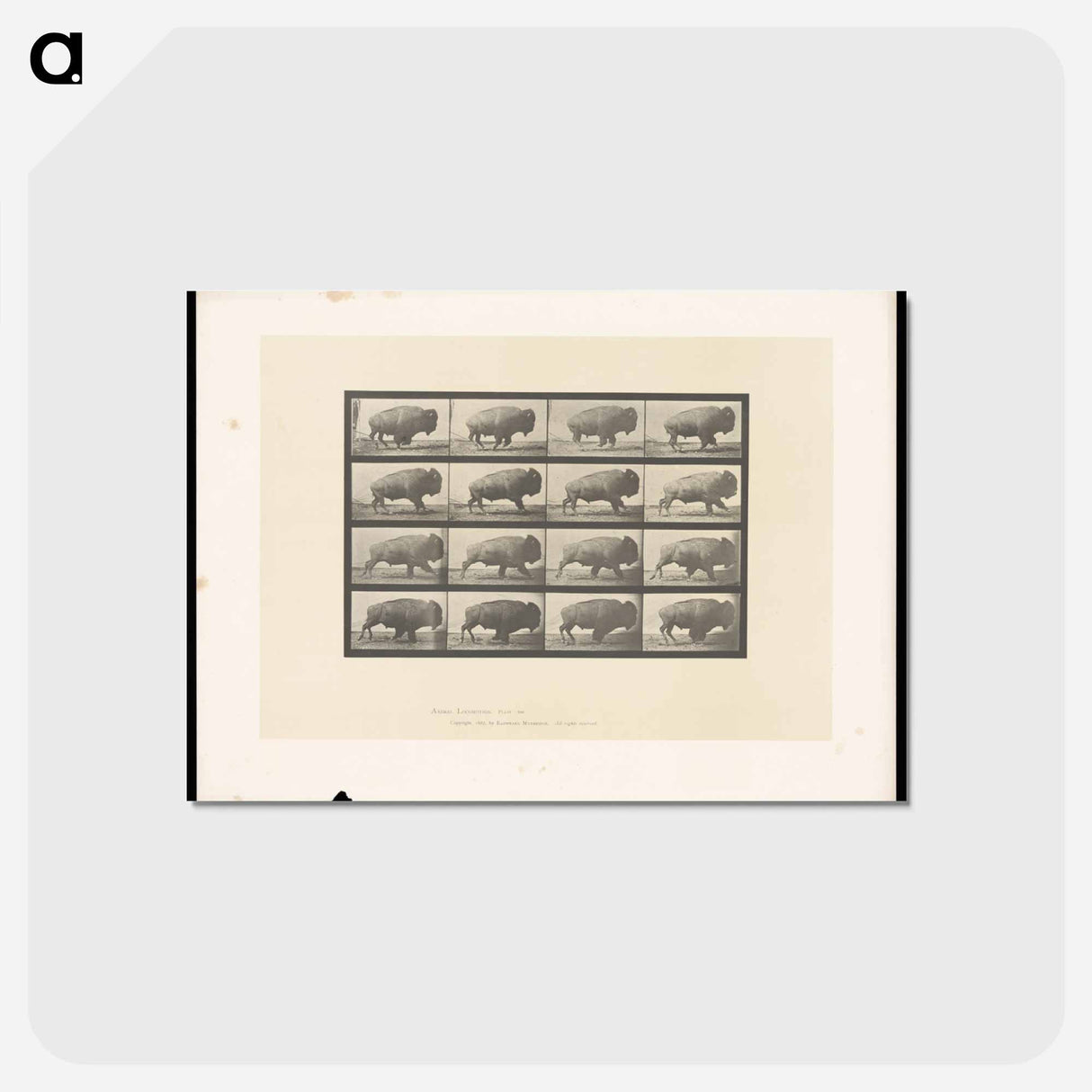 アートポストカード-Buffalo in Motion
 - エドワード マイブリッジ Postcard.