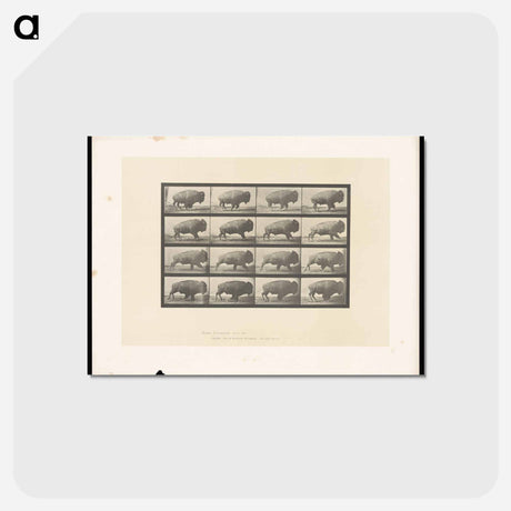 アートポストカード-Buffalo in Motion
 - エドワード マイブリッジ Postcard.