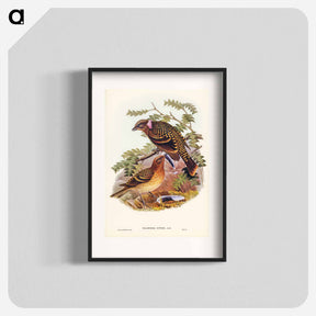 アートポスター-Guttated Bower-bird
 - ジョン グールド Poster.
