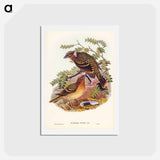 アートポストカード-Guttated Bower-bird
 - ジョン グールド Postcard.