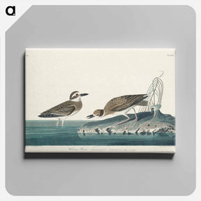 アートパネル-Wilson's Plover
 - ジョン ジェームス オーデュボン Canvas.