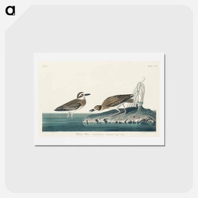 アートポストカード-Wilson's Plover
 - ジョン ジェームス オーデュボン Postcard.