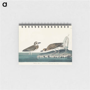 アートメモ帳-Wilson's Plover
 - ジョン ジェームス オーデュボン Memo.