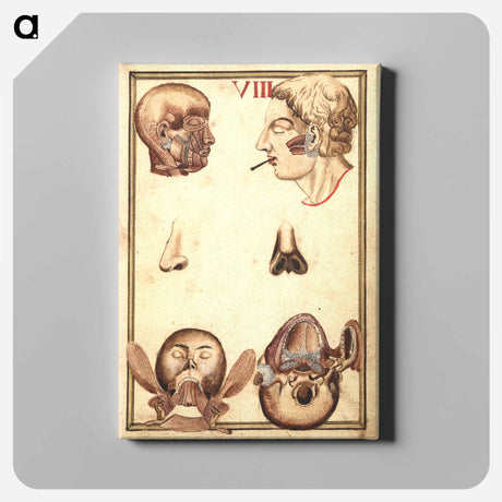 アートパネル-Anatomical Study of the Human Head
 - 国立医学図書館 Canvas.