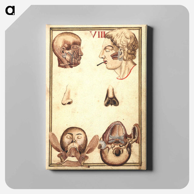 アートパネル-Anatomical Study of the Human Head
 - 国立医学図書館 Canvas.