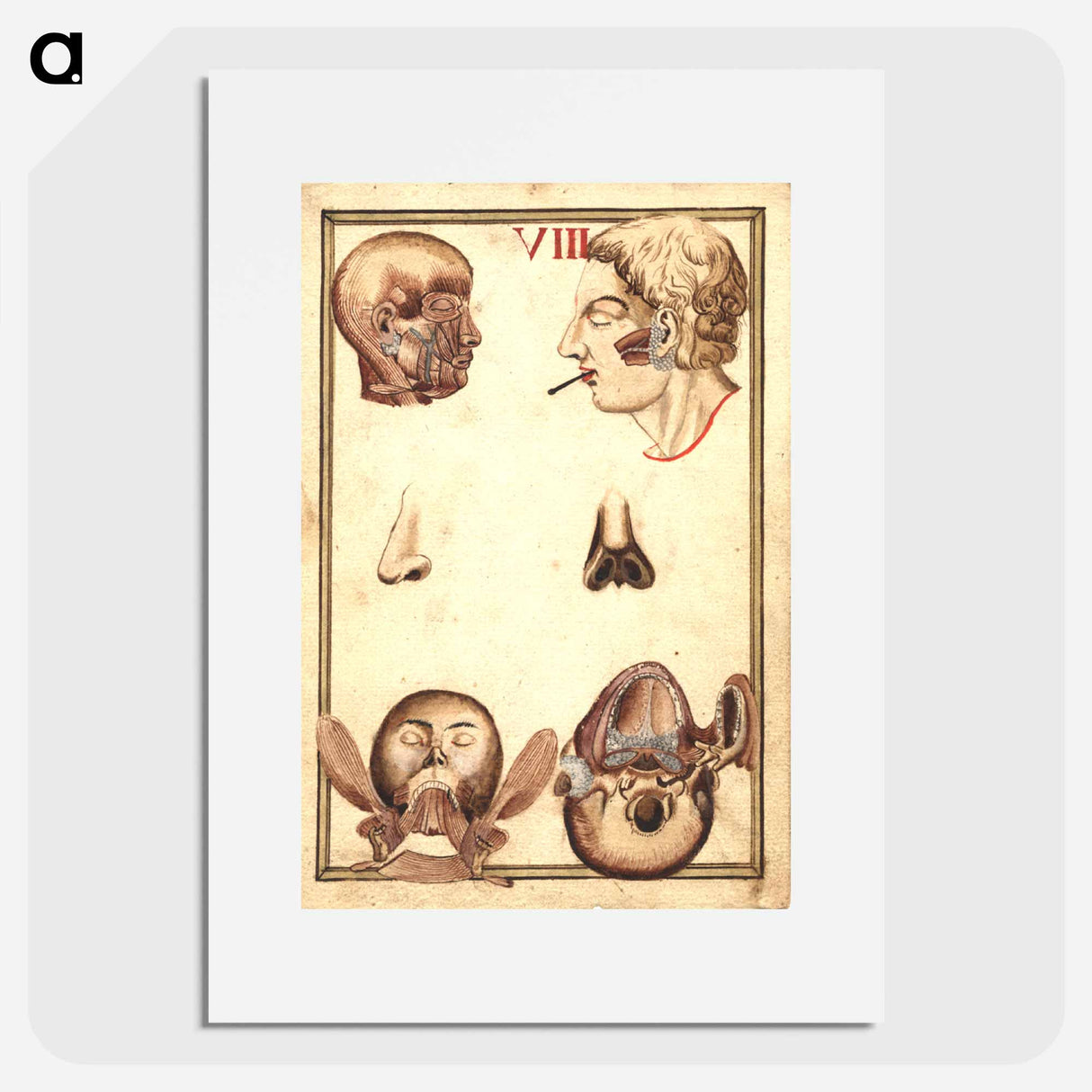 アートポスター-Anatomical Study of the Human Head
 - 国立医学図書館 Poster.