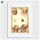 アートポスター-Anatomical Study of the Human Head
 - 国立医学図書館 Poster.