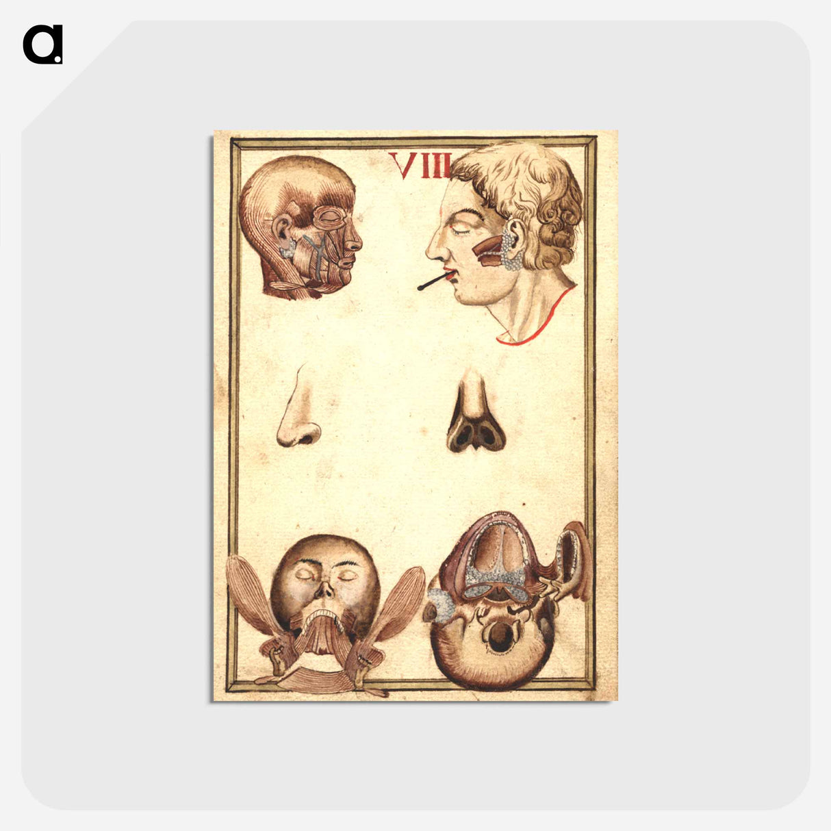 アートポストカード-Anatomical Study of the Human Head
 - 国立医学図書館 Postcard.