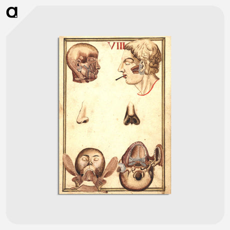 アートポストカード-Anatomical Study of the Human Head
 - 国立医学図書館 Postcard.