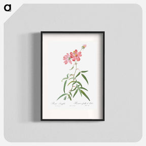 アートポスター-Peach Leafed Rose - ピエール ジョゼフ ルドゥーテ Poster.