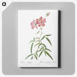4-40_Pierre-Joseph-Redoute_canvas