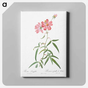 アートパネル-Peach Leafed Rose - ピエール ジョゼフ ルドゥーテ Canvas.