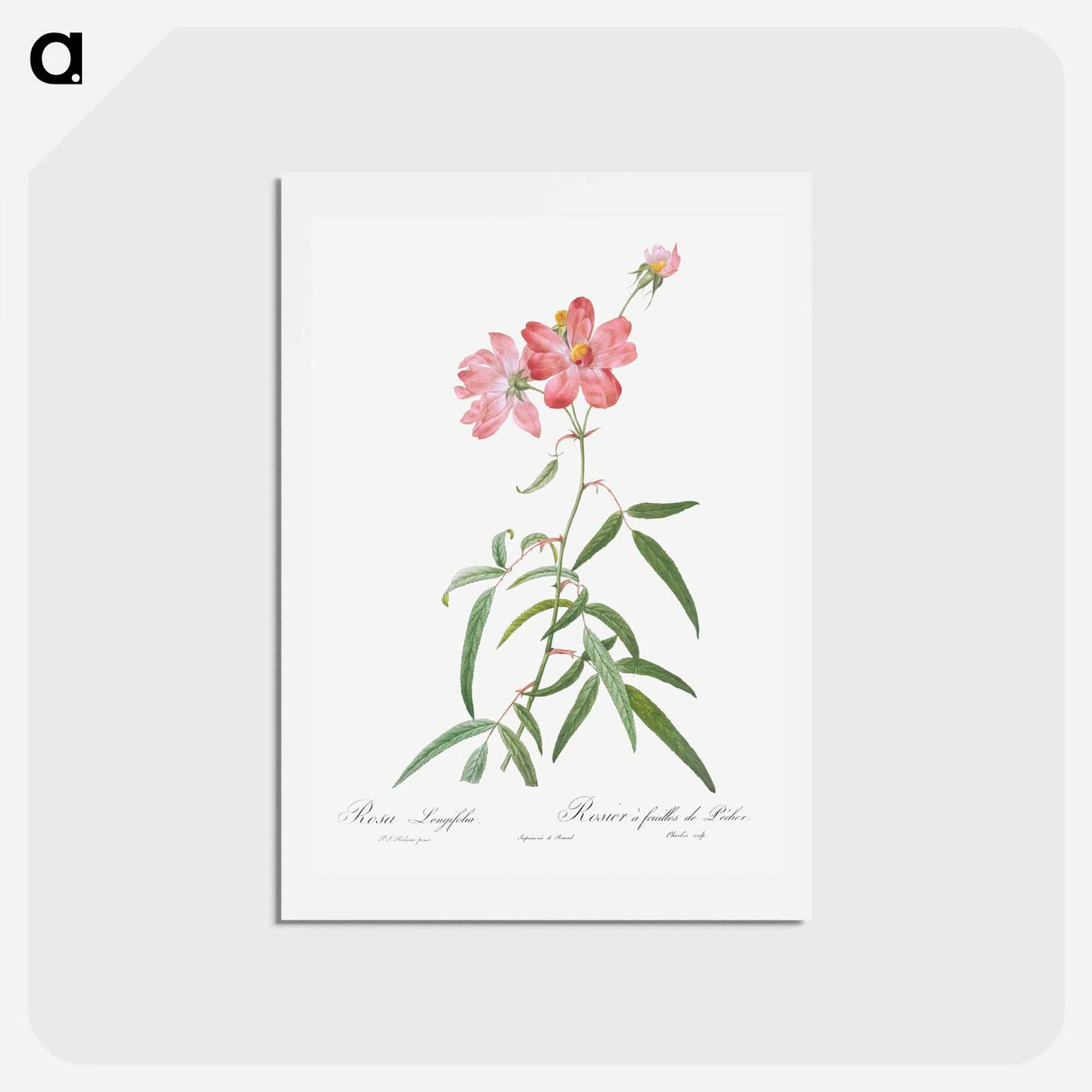 アートポストカード-Peach Leafed Rose - ピエール ジョゼフ ルドゥーテ Postcard.