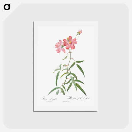 アートポストカード-Peach Leafed Rose - ピエール ジョゼフ ルドゥーテ Postcard.