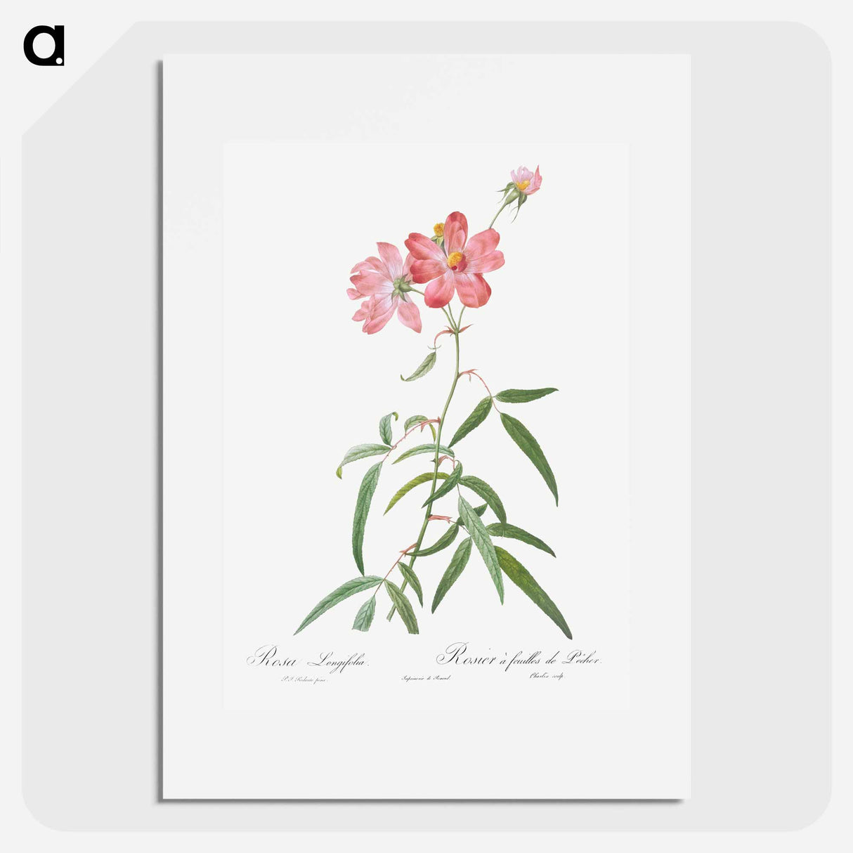 Peach Leafed Rose - Pierre Joseph Redouté Poster.