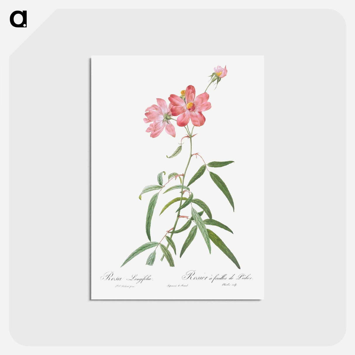 アートポストカード-Peach Leafed Rose - ピエール ジョゼフ ルドゥーテ Postcard.