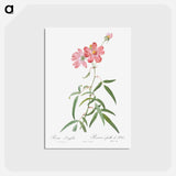 アートポストカード-Peach Leafed Rose - ピエール ジョゼフ ルドゥーテ Postcard.