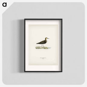 アートポスター-Temminck's Stint
 - スヴェンスカ フォグラル Poster.