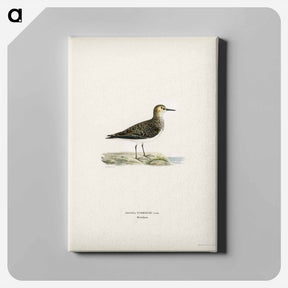 アートパネル-Temminck's Stint
 - スヴェンスカ フォグラル Canvas.