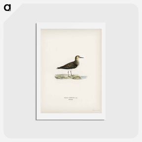 アートポストカード-Temminck's Stint
 - スヴェンスカ フォグラル Postcard.