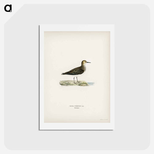 Temminck's Stint
 - スヴェンスカ フォグラル Postcard.