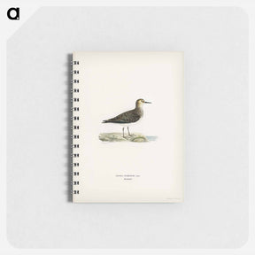 アートメモ帳-Temminck's Stint
 - スヴェンスカ フォグラル Memo.