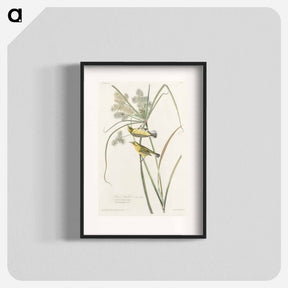 アートポスター-Prairie Warbler from Birds of America
 - アメリカの鳥たち Poster.