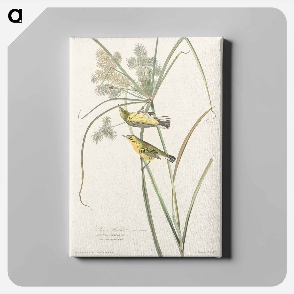 アートパネル-Prairie Warbler from Birds of America
 - アメリカの鳥たち Canvas.