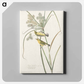 アートパネル-Prairie Warbler from Birds of America
 - アメリカの鳥たち Canvas.