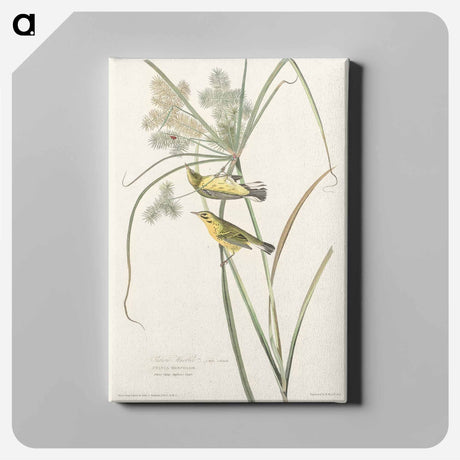 アートパネル-Prairie Warbler from Birds of America
 - アメリカの鳥たち Canvas.